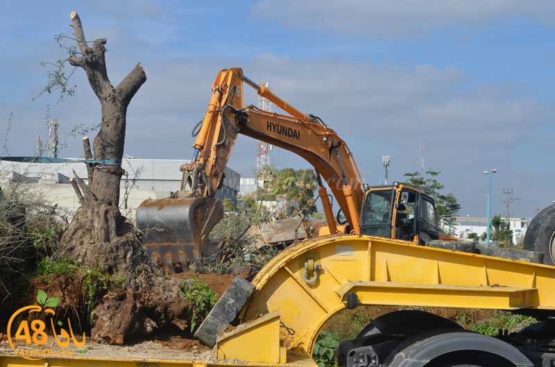 hadm ramla zatoen (23).JPG